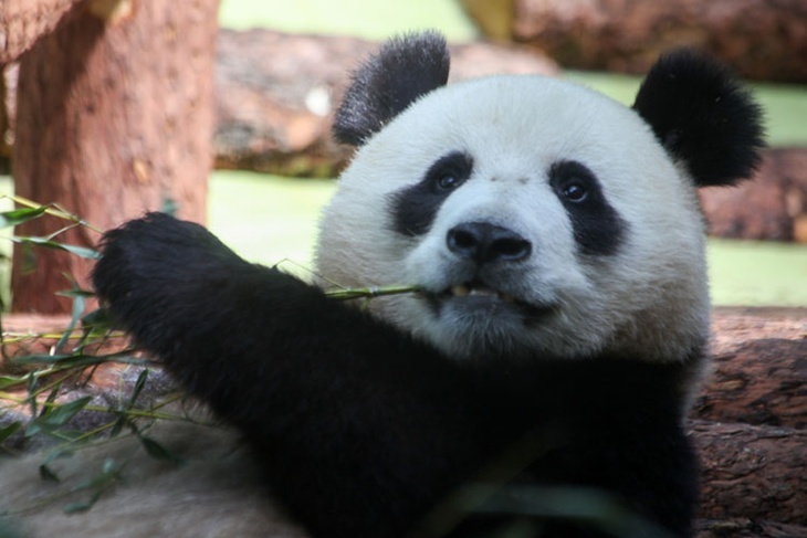 Канада вернет в Китай панд из-за перебоев с поставками бамбука