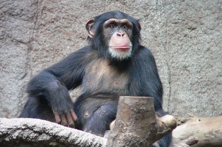 Биологи обнаружили у шимпанзе зачатки речи