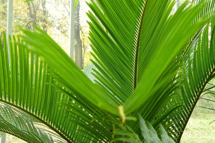 Саговник поникающий