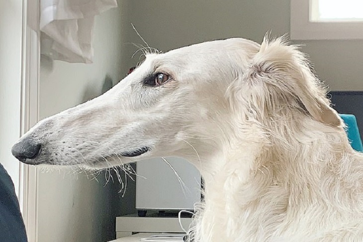 «Королева носов»: необычайно длинноносая собака стала интернет-звездой