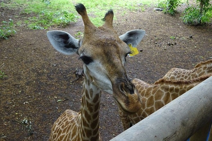 Родившегося во время эпидемии жирафа назвали Короной