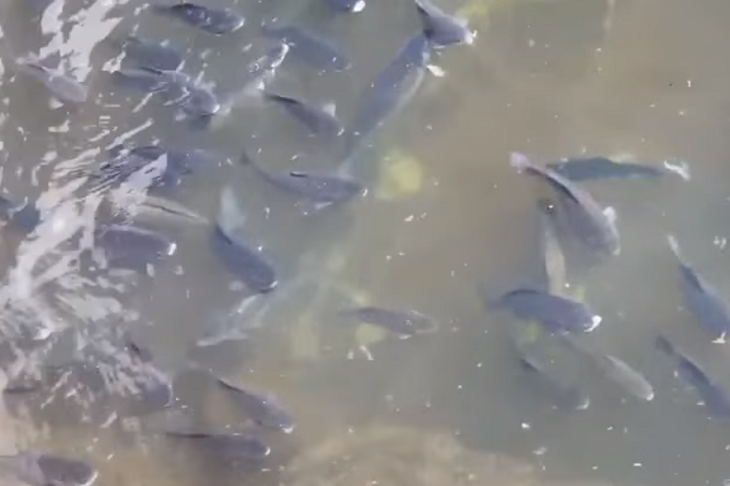 В московских реках стала появляться крупная рыба