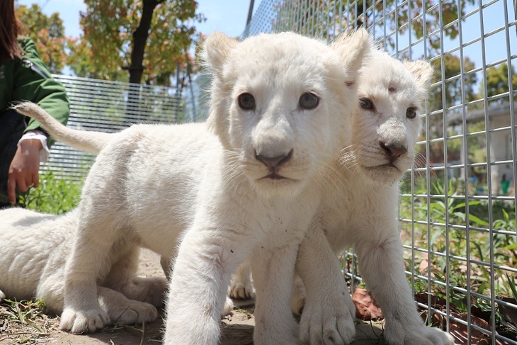 Два белых львенка родились в зоопарке на Кипре