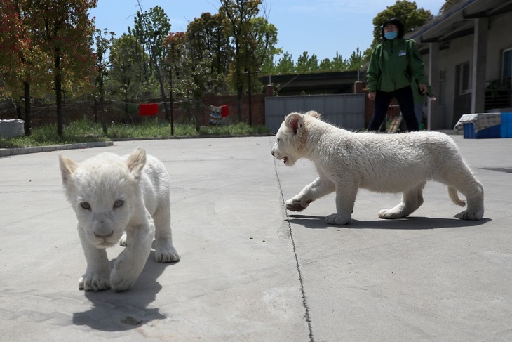 Два белых львенка родились в зоопарке на Кипре