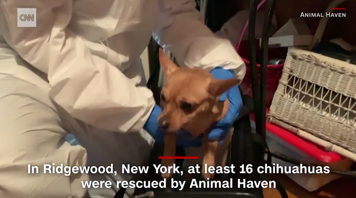 Спасенные волонтерами животные