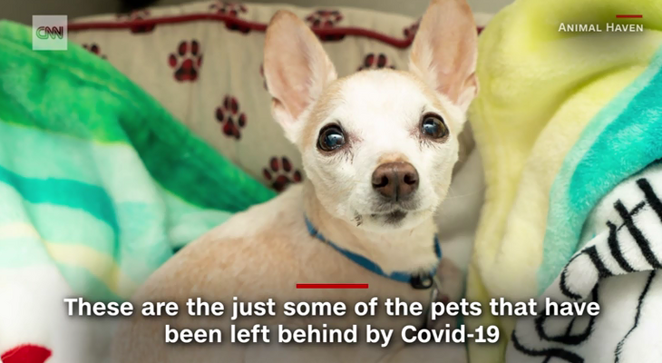 Спасенные волонтерами животные