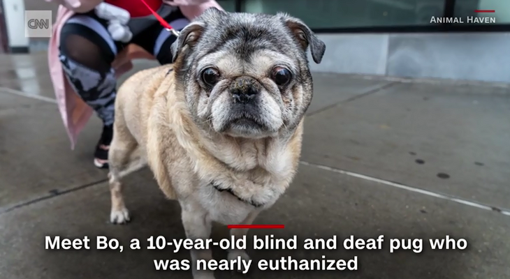 Спасенные волонтерами животные