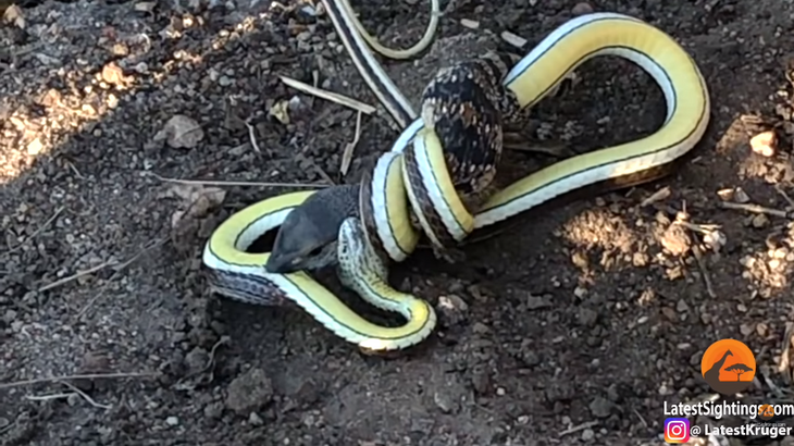 Схватка змеи и варана