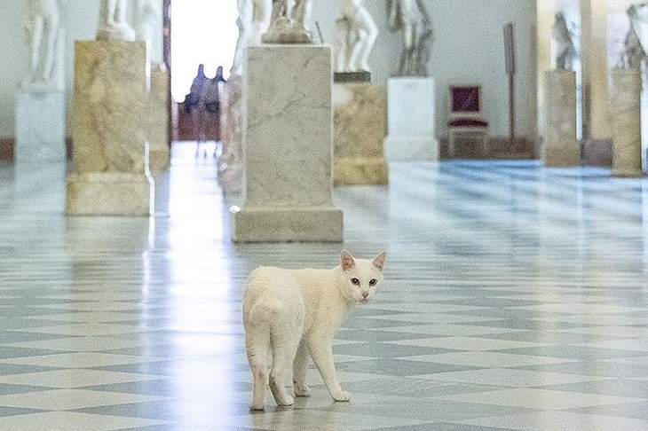 Знаменитый кот Ахилл – эрмитажный кот, оракул, социальный работник и фелинотерапевт