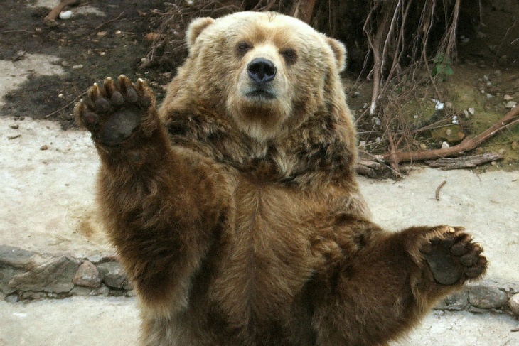 Медведи в пылу драки уничтожили камеру на российско-китайской границе