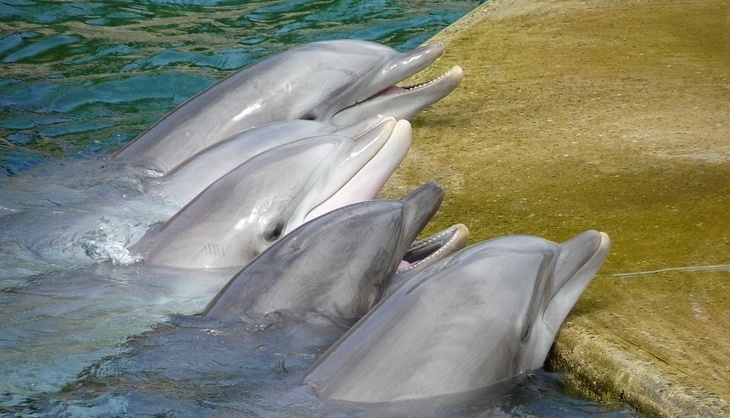 Возле Санкт-Петербурга появились дельфины