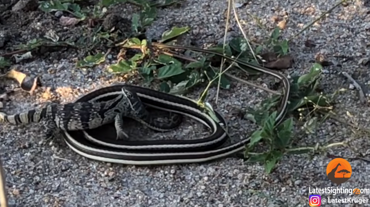 Схватка змеи и варана