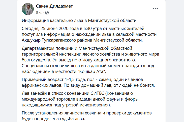 Решать судьбу молодого льва будут после того, как найдут его хозяина