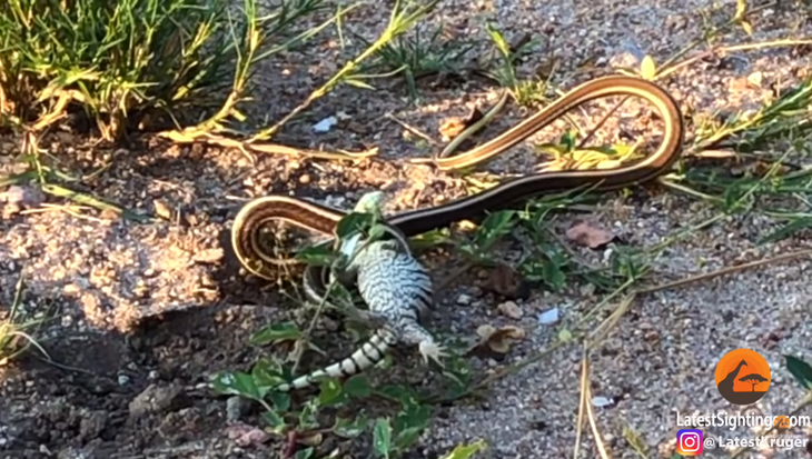 Схватка змеи и варана