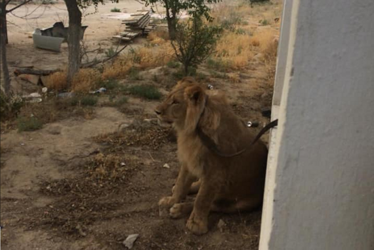 Хищнику всего около года