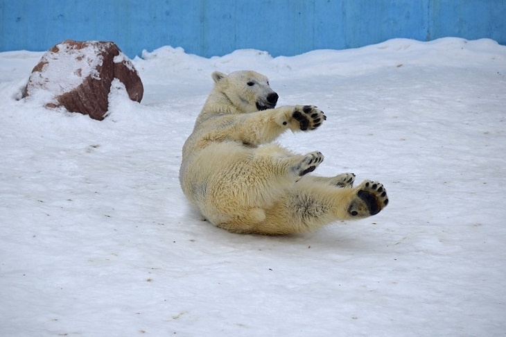 Уже жарко: белой медведице Аяне включили ледогенератор