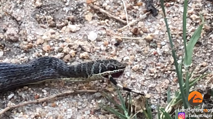 Змея проглотила добычу