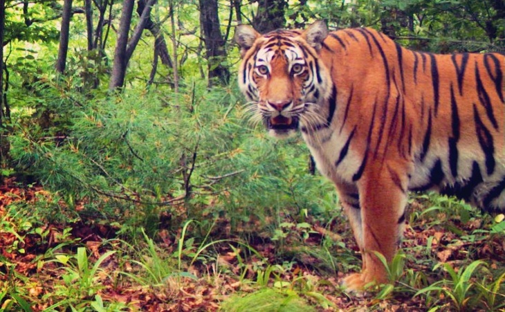Семья амурских тигров «изучила» фотоловушку