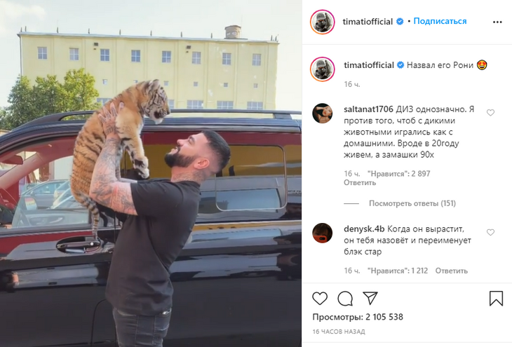 Тимати с дикой кошкой