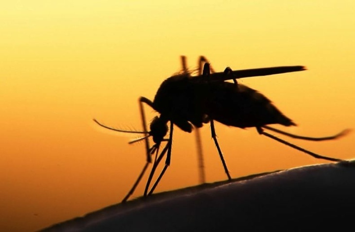 Когда комариный укус действительно опасен