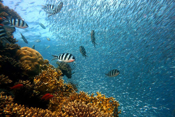 Из-за глобального потепления может исчезнуть 60% рыбы