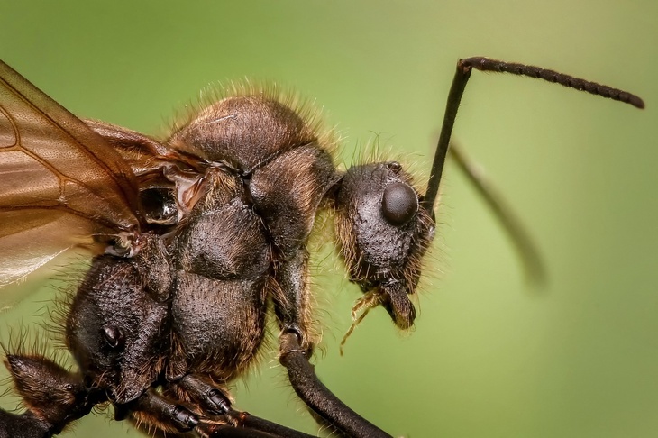 На Великобританию обрушился дождь из миллионов муравьев
