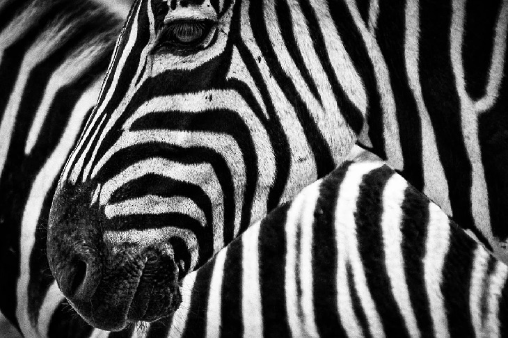 Новая фотозадачка: пользователи Сети ищут разгадку головы зебры