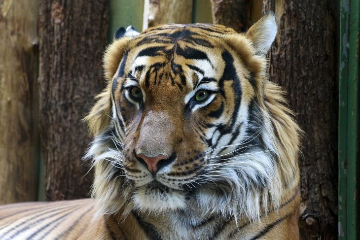 Россиянин убил, разделал и продал по частям молодую амурскую тигрицу