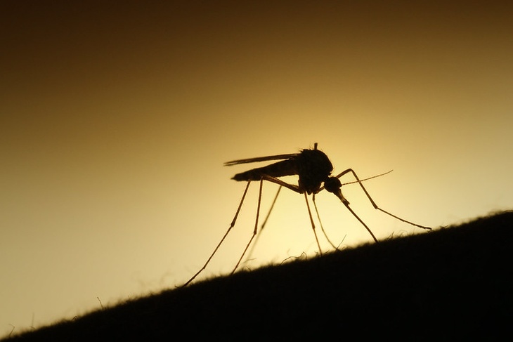 Ученые выяснили, могут ли комары передавать коронавирус