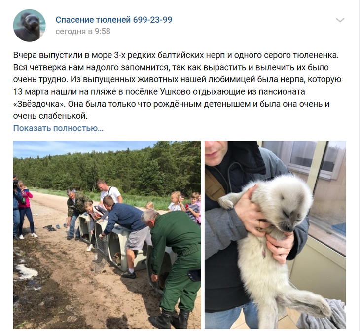 Троих спасенных нерп и тюлененка выпустили в Финский залив