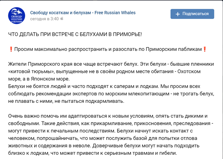 Бывшие пленники: экологи призвали не кормить белух из «китовой тюрьмы»