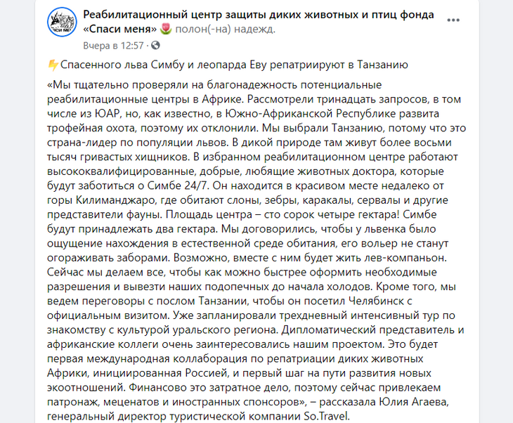 Спасенный челябинскими ветеринарами львенок Симба поедет в Танзанию