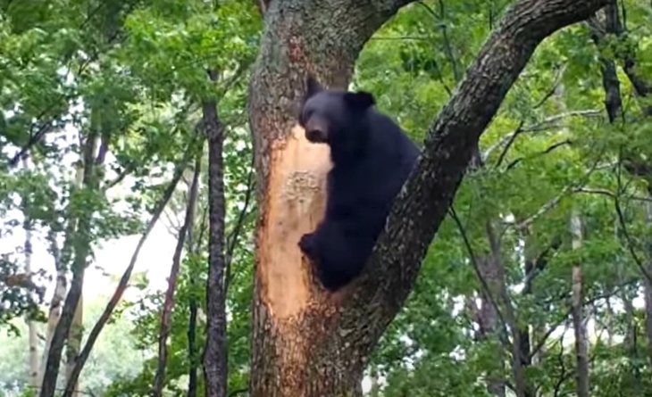 Гималайский медведь добывал мед и попал на видео