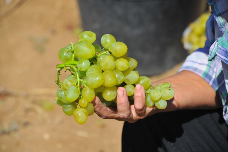 Гроздь винограда