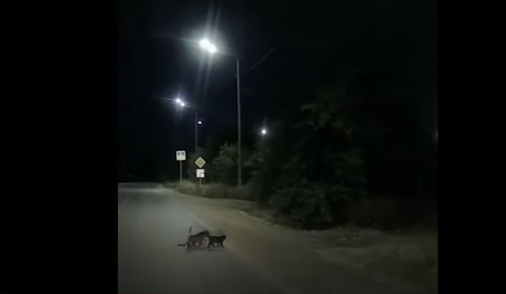 Кошки перевели больную собаку через дорогу в Краснодарском крае