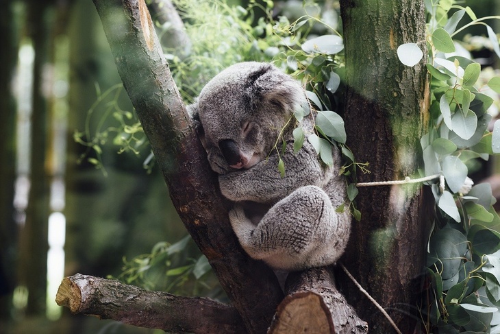 В Сети умиляются видео с коалами, выжившими после пожаров