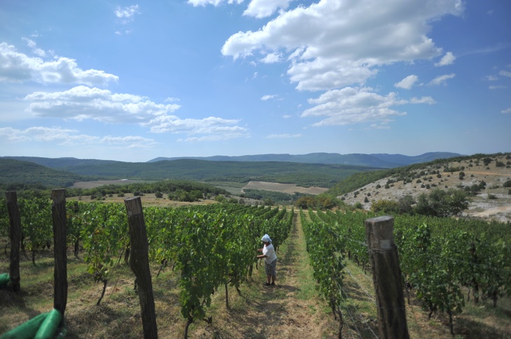 Виноградник