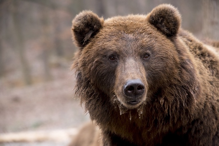 На Чукотке медведь напал на морских охотников