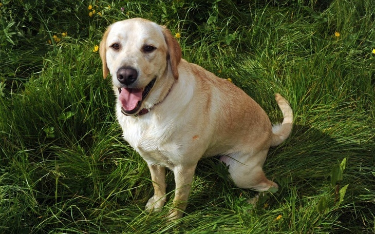 «Все заплакали»: сообразительная собака спасла жизнь пожилой хозяйки