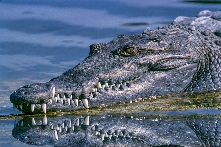 Мимо крокодил: немецкие рыбаки встретили в реке кого не ждали