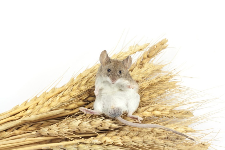 Счастливая мышь — точный результат: ученые озаботились благополучием грызунов