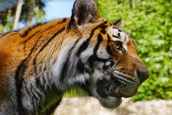 «Отдай ведро, киса!»: тигр ограбил рыбаков и удрал