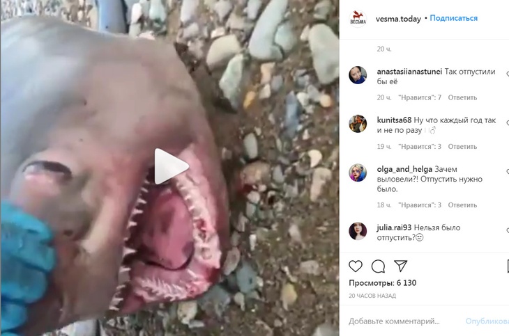 Сельдевая акула