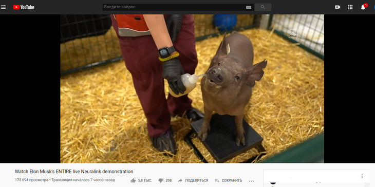Маск чипировал свинью и заявил, что скоро возьмется за людей Маск чипировал свинью и заявил, что скоро возьмется за людей