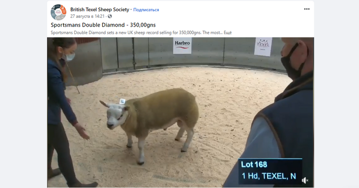 Самый дорогой баран в мире ушел с молотка за баснословную сумму