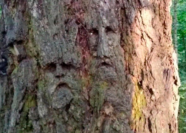 Дерево-мутант из «Властелина колец» до смерти перепугало москвичей
