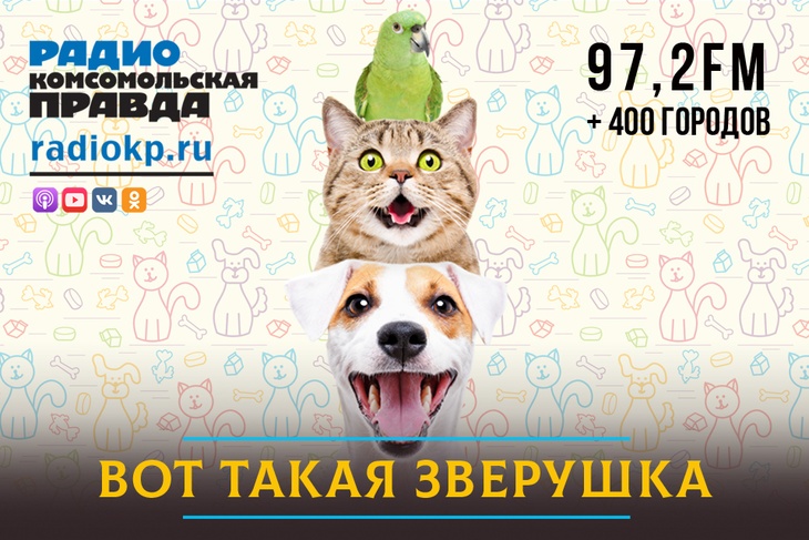 В России могут вернуть лицензирование ветеринарных клиник. Вырастет ли качество услуг?