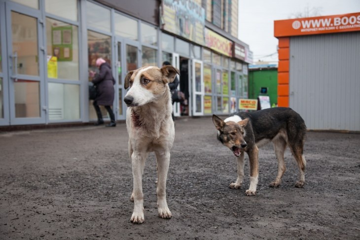 Собака бывает кусачей: что делать при встрече с бездомным псом