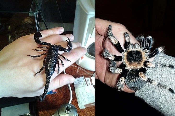 Ядовитые красотки: спецназовец зовет пауков и скорпионов именами жен