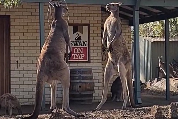 «Че, самый умный?»: разборки кенгуру попали на видео